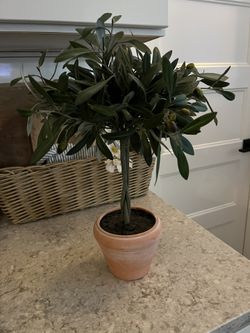 Beautiful Faux Olive Plant $15