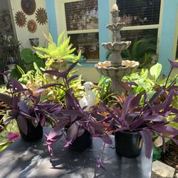 Purple  Heart Plants Or Wondering  Jew Vines