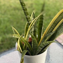 POT PLANT