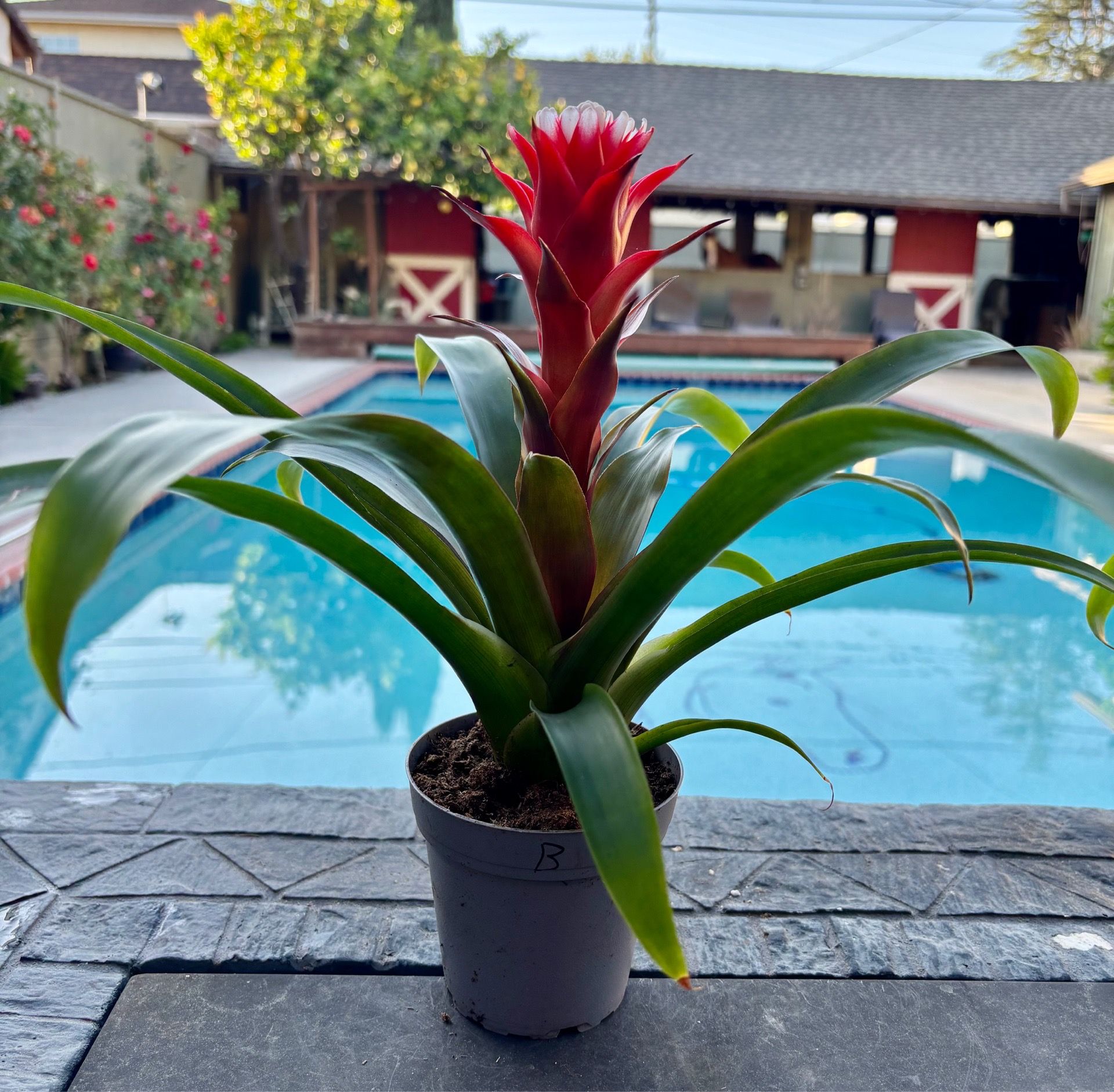 Guzmania lingulata, the scarlet star 4” pot b