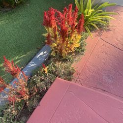 Free Plants For Seeds