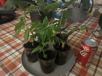 Insulin Plant