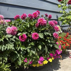 Beautiful Plants in L-XL Pots 🌺🔥😍
