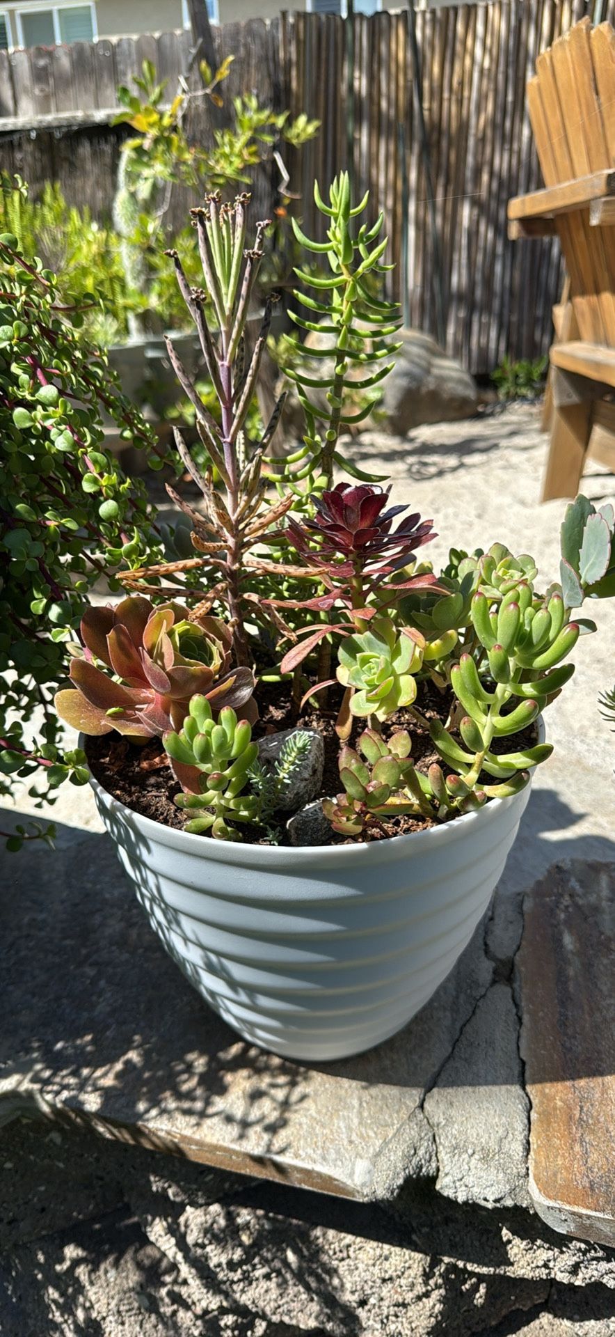 Succulents SALE