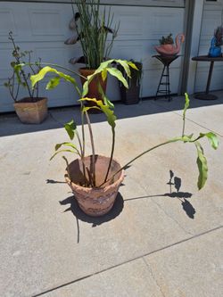 7 years old Queen of the Night plant