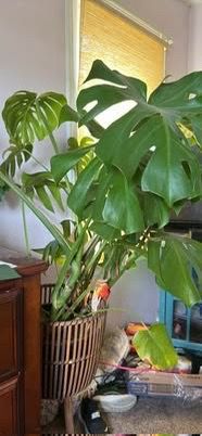 Large Mature Monstera Deliciosa with Mid-Century Wooden Stand