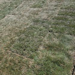 Grass For Sale 