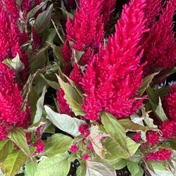Celosia Outdoor Garden/Landscape Plants