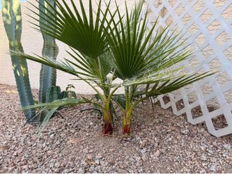 MEXICAN FAN PALM 🌴🌴🌴