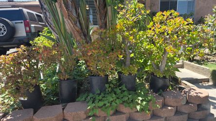 JADE PLANTS