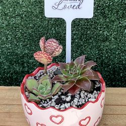 Succulent Mix - For Mom