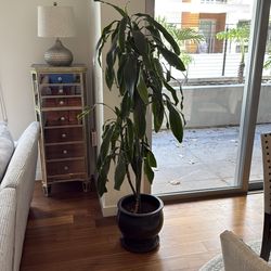 6 foot Dracaena Fragrans house plant with Pot and Soil