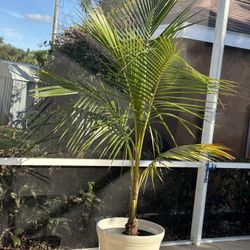 Coconut Palm Tree In Huge Pot and Stand
