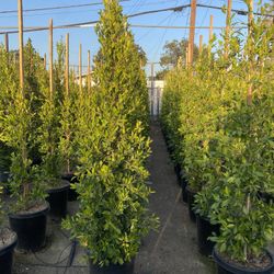 Ficus Nitida Privacy Hedge