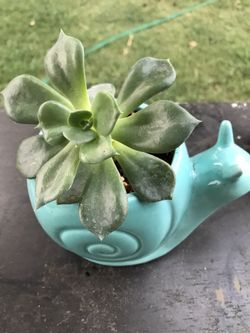 Succulent arrangements