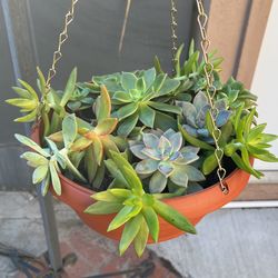 Succulent Plant