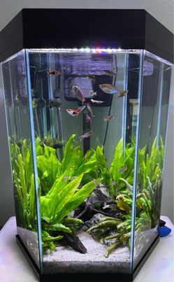 Hexagonal Fish Tank Aquarium with LED Light