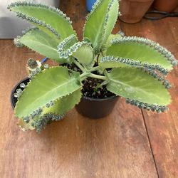 Kalanchoe Mother Of Thousands Plants 🪴 