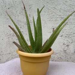 Aloe Vera Plant 