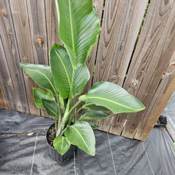 White Birds  Paradise 3 Gallons Pot Live Plants 