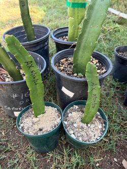 Dragon Fruit Rooted Cuttings