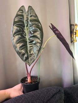 Alocasia Watsoniana