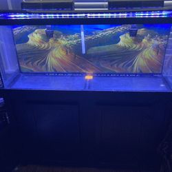 55 Gallon Fish Tank/Stand/ Full Set Up