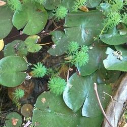 Water Plants , Pond Plants