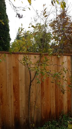 Italian prunes 15 feet