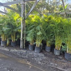 Areka, palms, eight foot tall, delivered and planted