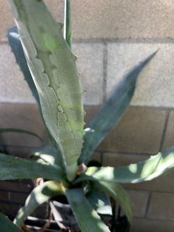 Agave americana