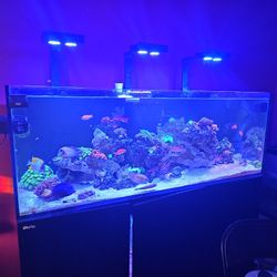 Fish Tank