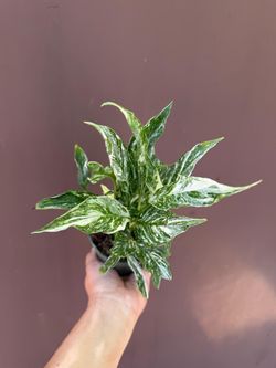 4” variegated peace lily