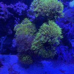 Fake Green Star Polyp 