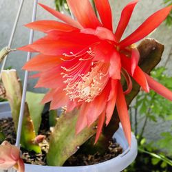 Epiphyllum | Neon Orange | Cutting Plant | 1 Foot