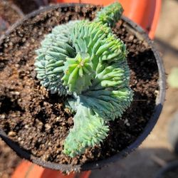 Blue Elite Crested Myrtillocactus