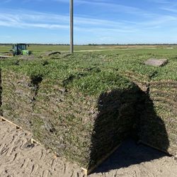 St. Augustine Sod
