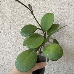 Hoya Obovata Plant