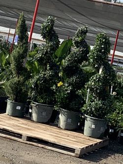 Privacy Hedges 
