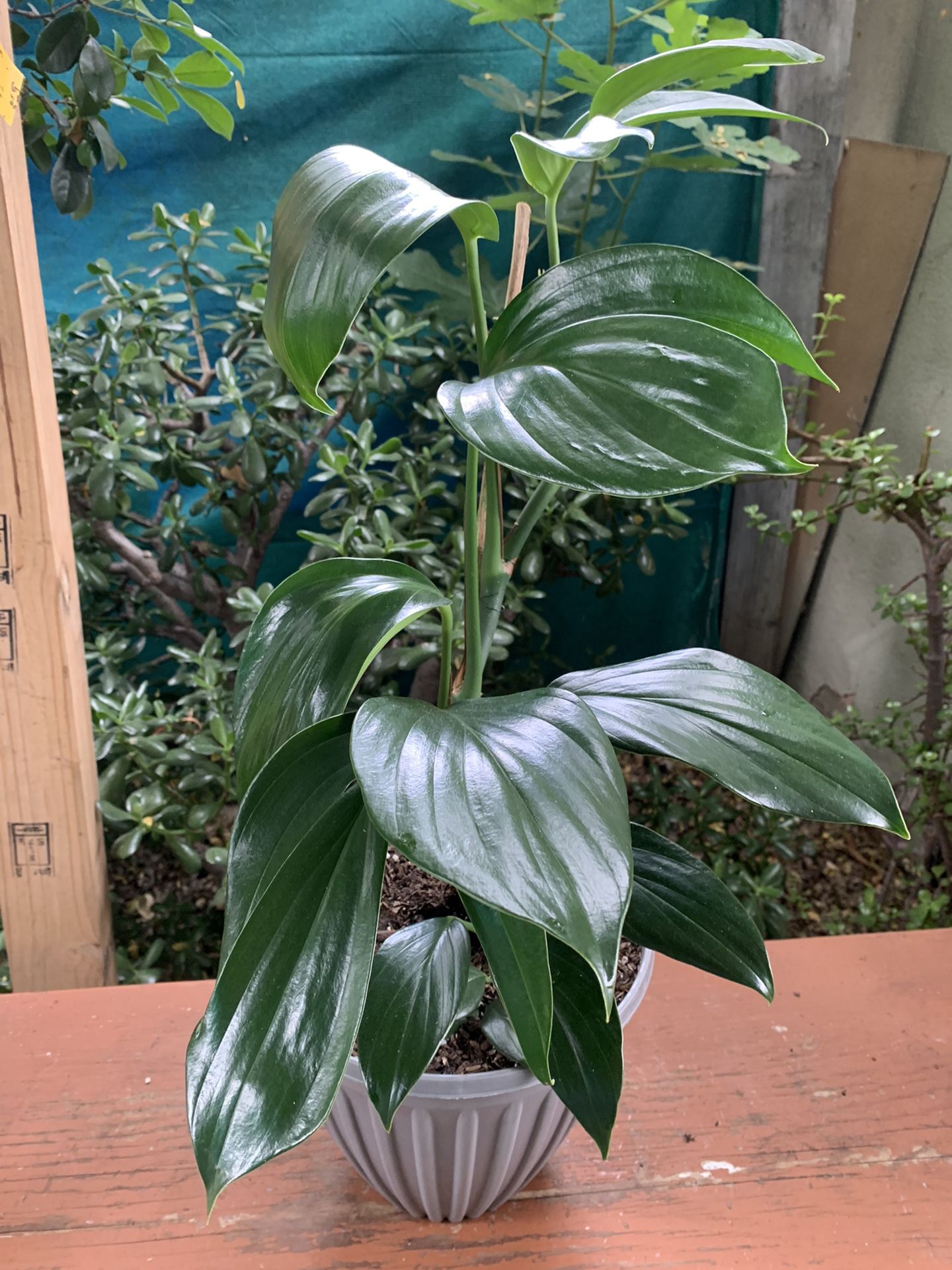 Raphidopora Dragon 🐉 Tail Indoor Plants Rara