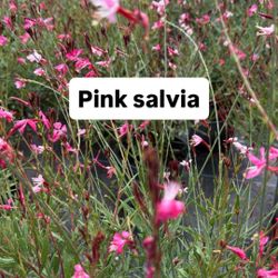 🌿 Plant: Pink Salvia