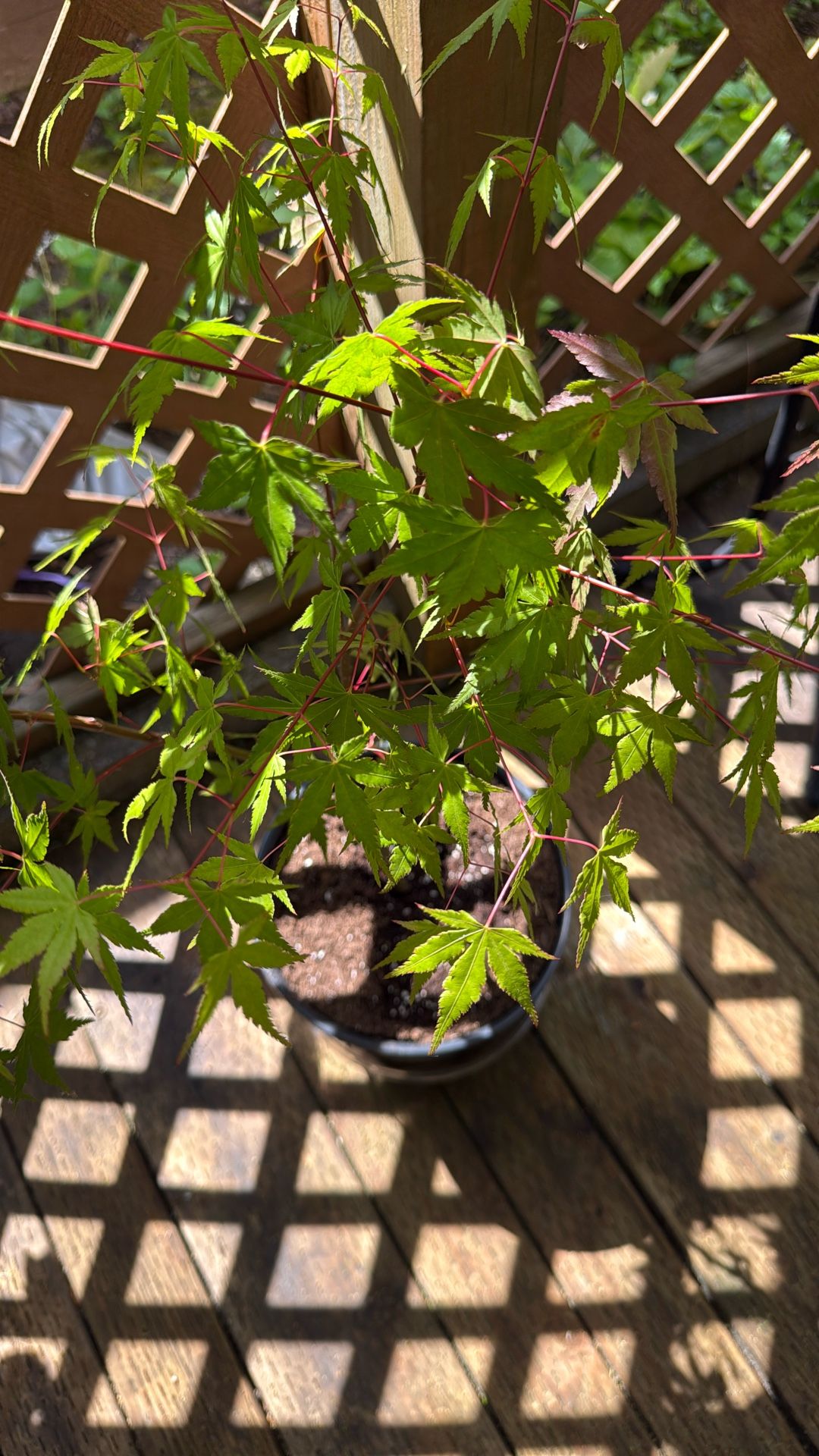 Japanese Maple