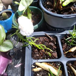Plantas