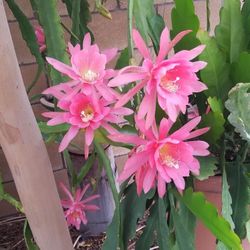 Epiphyllum, Cactus Orchid- 4 Colors In One Rooted Plant- Red, Orange, Fuschia and Pink