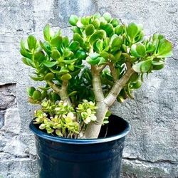 Jade Plant Succulent "Crassula Ovata" 🌱