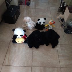 Teddy Bears 6 for $3