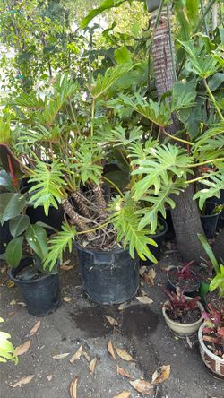 Costillas de Adam succulents