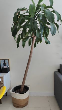 Corn Plant Dracaena Fragrans