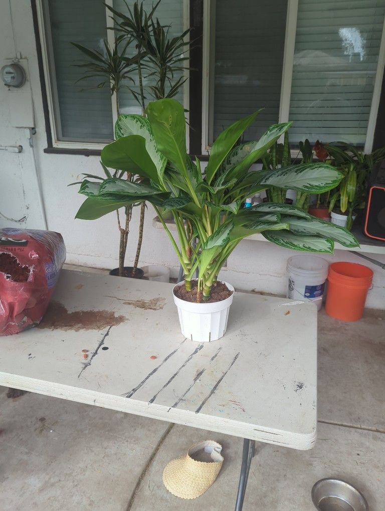 Aglonima Indoor Plants 2 feet Tall In 8inchee Pot