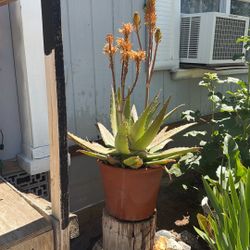 Aloe Vera